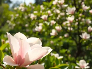 Czy magnolie się przycina? Przewodnik po pielęgnacji magnolii